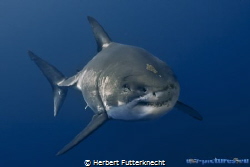 Great White Shark
Guadalupe Mexico by Herbert Futterknecht 